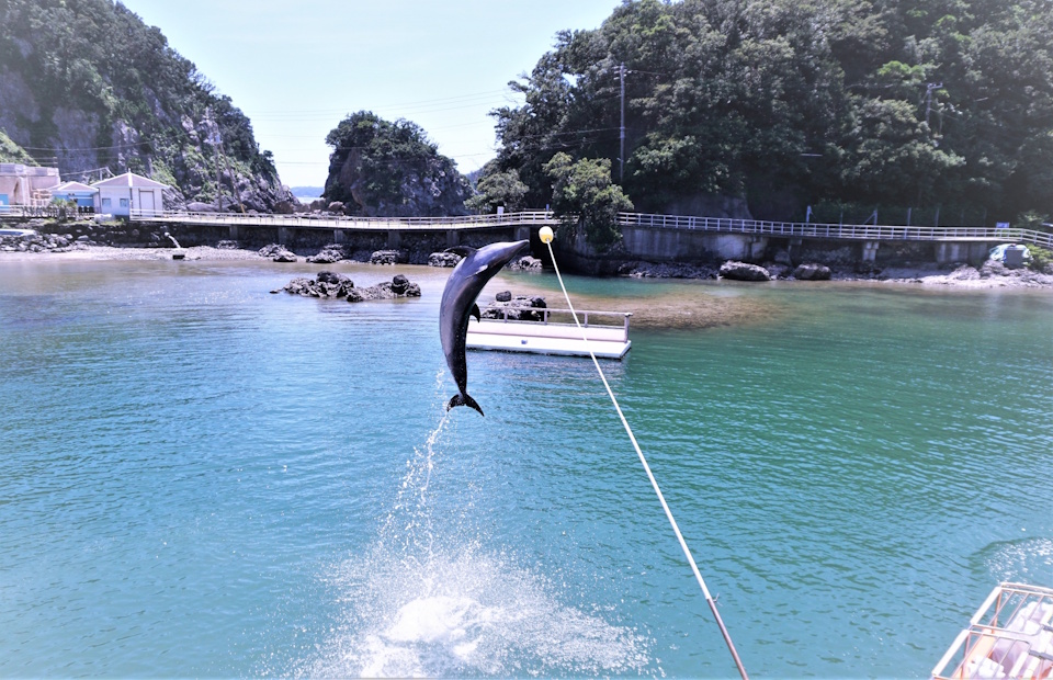 下田海中水族館　イルカとあそぼう！