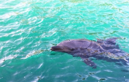 下田海中水族館　イルカとあそぼう！